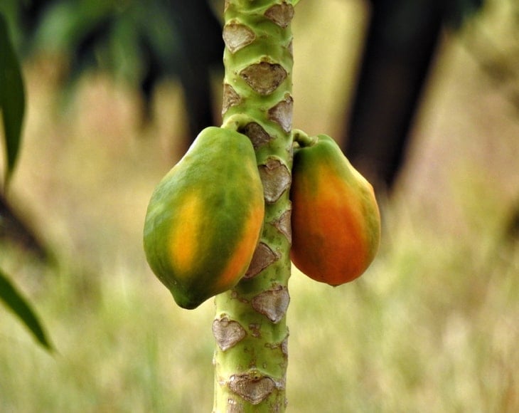 ripe-and-raw-papaya-on-the-tree-min