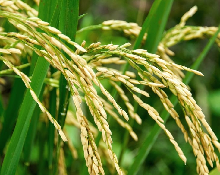 calrose-rice-field-in-california-min