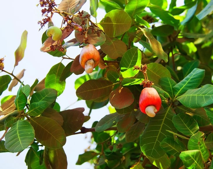 cashew-plant-min