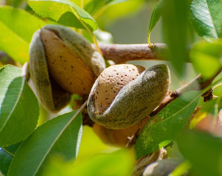 ripe-almonds-nuts-on-almond-tree-min