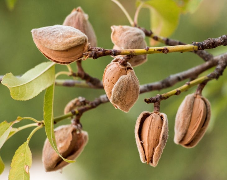 ripe-almonds-on-the-branches-of-almond-tree-min