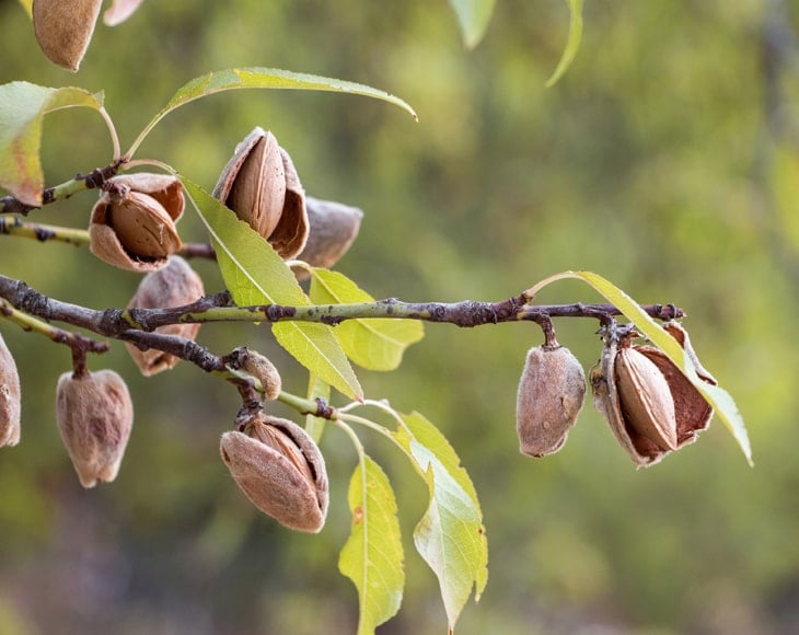 ripe-almonds-on-the-tree-branches-min
