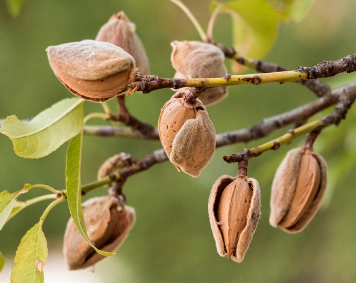 almond-tree-min