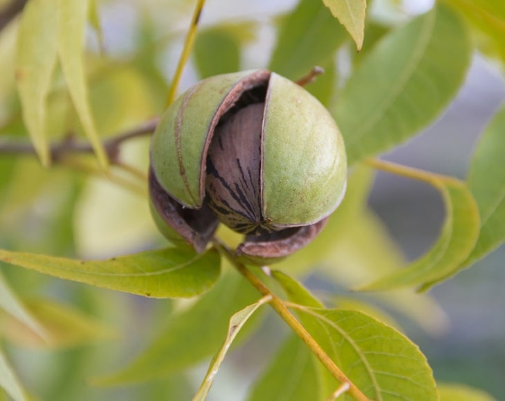 pecan-nuts-in-the-organic-garden-plant-min