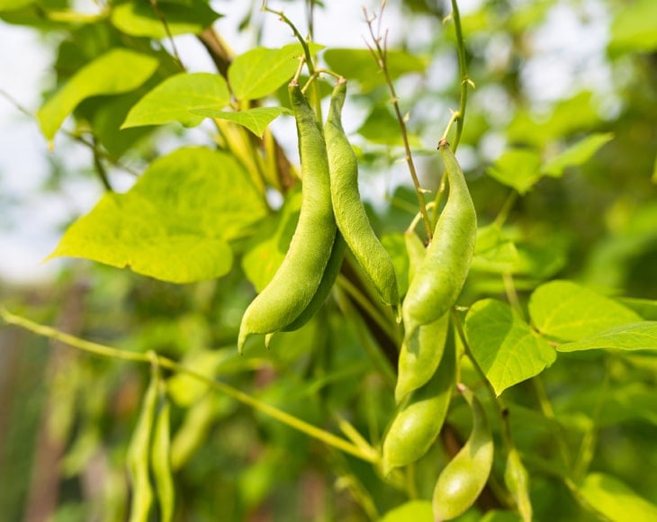 green-pods-of-kidney-bean-growing-on-farm-min