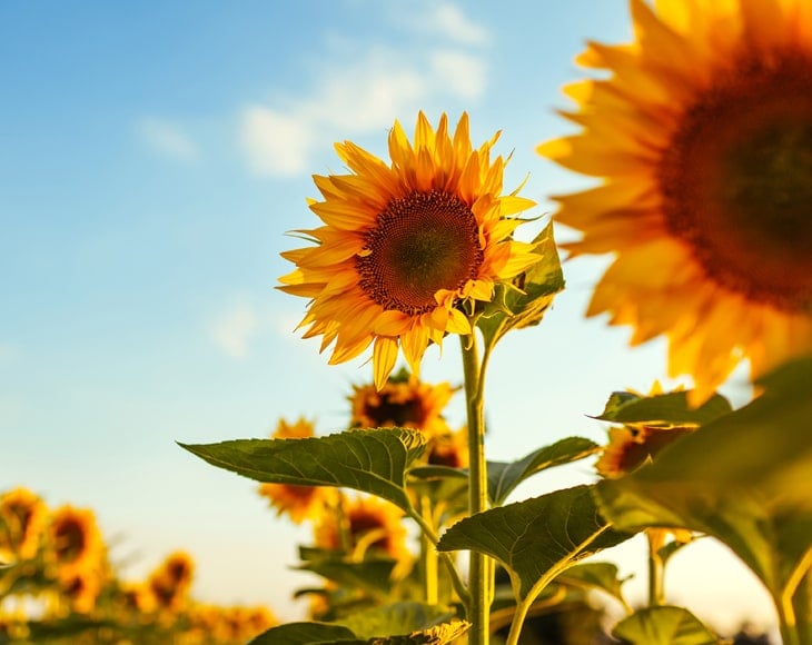 summer-field-blooming-sunflowers-min