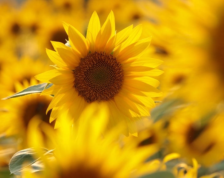 sunflower-field-min