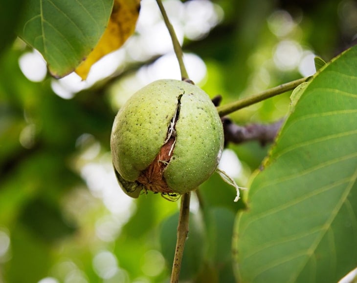 walnut-tree-min