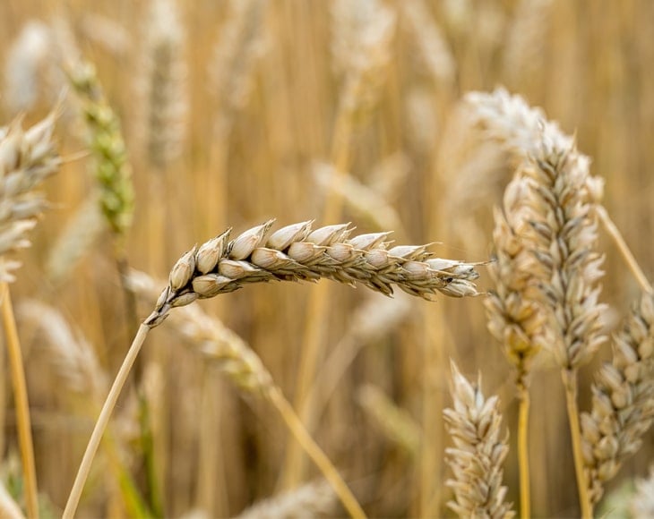 wheat-branches-field-min