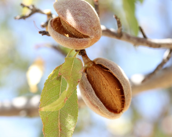 ripe-almonds-branch-min