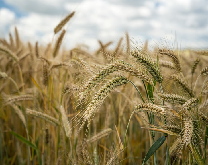 barley-grains-field-min
