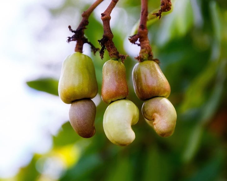 ripe-cashew-nuts-grow-on-a-tree-min