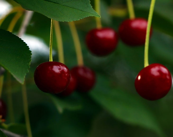 closeup-view-of-ripe-dark-cherries-tree-min