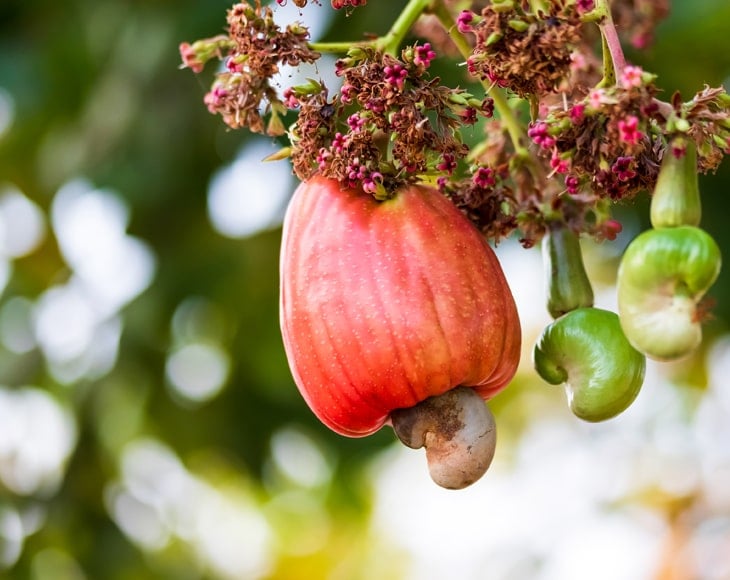 cashew-nuts-growing-tree-min