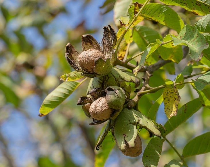 branch-walnut-tree-min