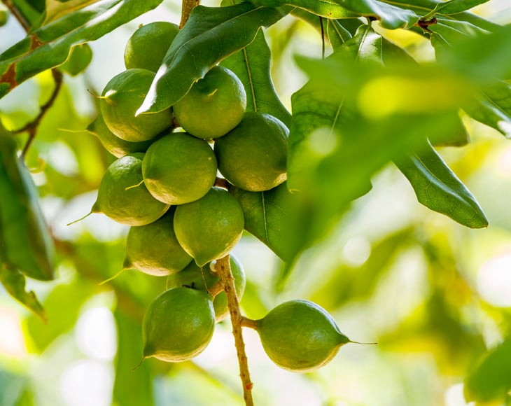 organic-macadamia-nut-tree