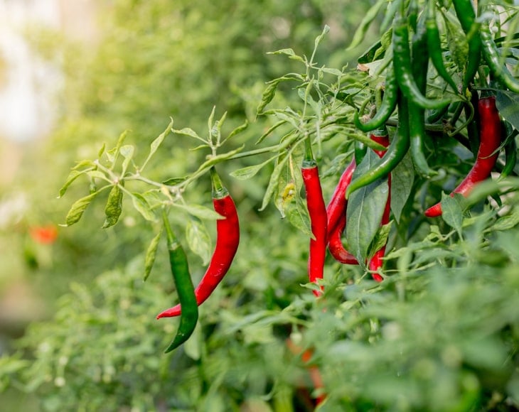 plantation-of-organic-cayenne-peppers-min