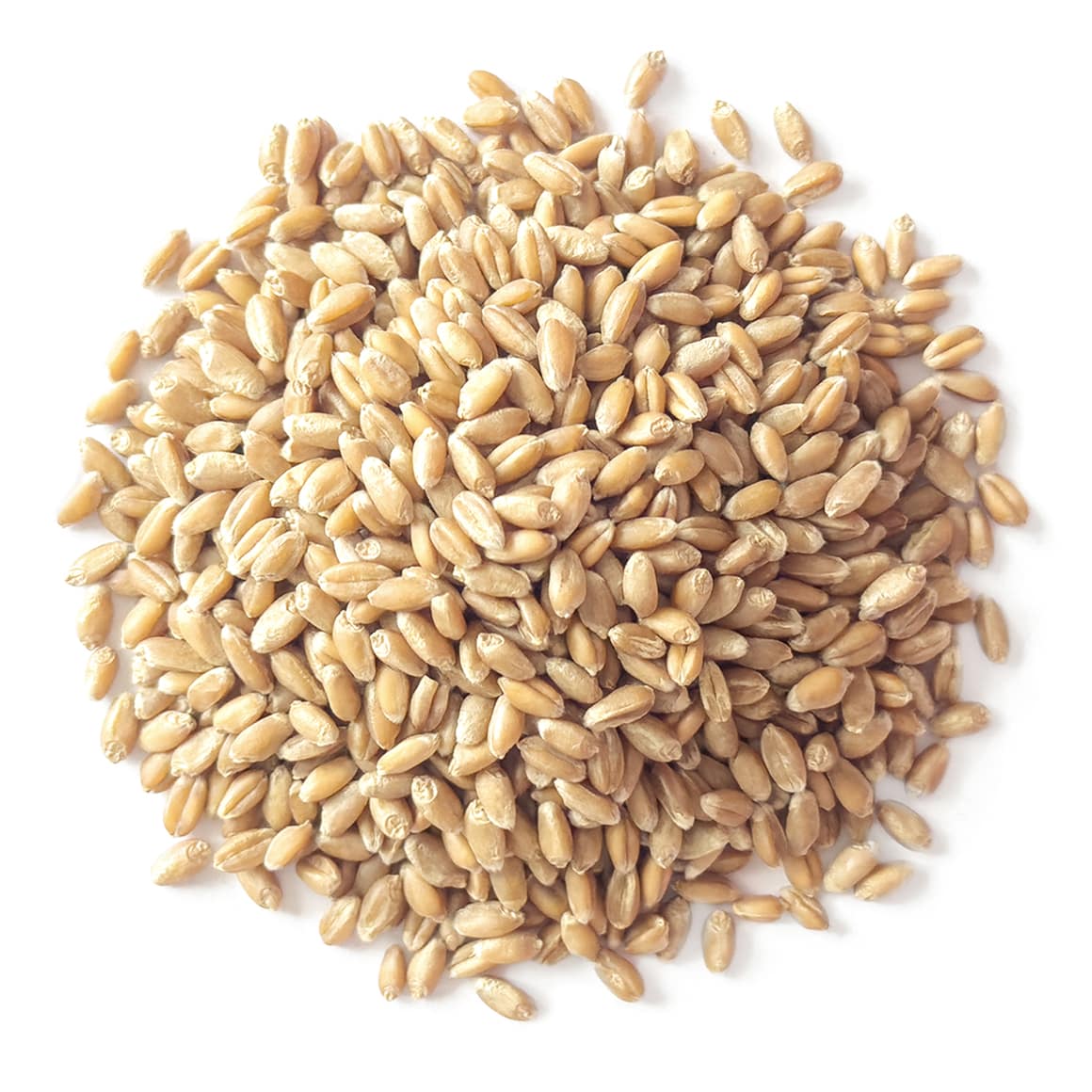 Organic Soft White Wheat Berries